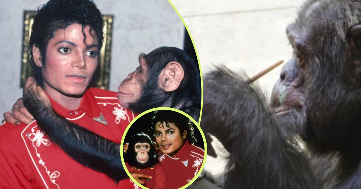 Bubbles, el chimpancé de Jackson, vive a 43 años en Florida - entretenimiento news from Teleantioquia