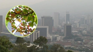 Bacterias halladas en árboles de mango podrían ayudar a limpiar el aire de Medellín