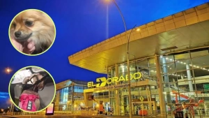 Piden retirarle la visa a pareja que habría abandonado a sus dos perros en el aeropuerto El Dorado y continuó su viaje