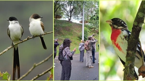 Medellín esconde una riqueza de aves que pocos conocen: así podrá descubrirlas en este Festival
