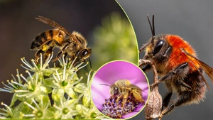 Un hallazgo en Antioquia cambia lo que sabemos de las abejas en Suramérica: Colombia registra 738 especies