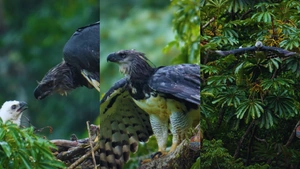 EN VIDEO | Graban a un águila arpía en Colombia haciendo algo sorprendente para proteger a su cría de la lluvia