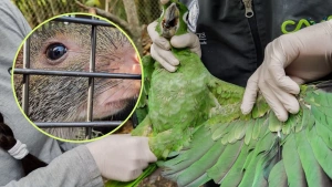 EN FOTOS | Loro que fue alimentado con pan y café y otros 65 animales rescatados en el Valle de Aburrá serán reubicados en el Caribe
