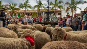 El curioso desfile de ovejas que sorprendió en La Ceja, Antioquia: ¿de dónde llegaron?