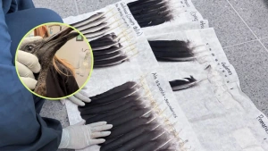 EN VIDEO | Gallinazo al que le cortaron las alas en el Valle de Aburrá volvería a volar gracias a implante de plumas; así es el procedimiento