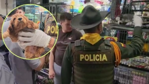 ¿Se acabará la venta de animales como la que se ve en La Minorista de Medellín? Proyecto No son Mercancía avanza en el Congreso