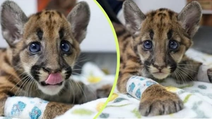Lo encontraron herido y sin poder caminar: la historia del cachorro de puma que hoy se recupera en Medellín