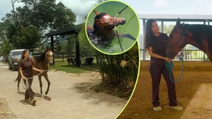Aunque son animales fuertes, los caballos también sufren por falta de movimiento: así afecta su salud y cómo pueden recuperarse