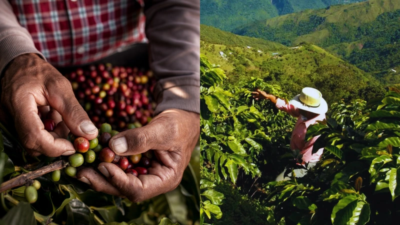 Foto: Cultivo de café Antioqueño