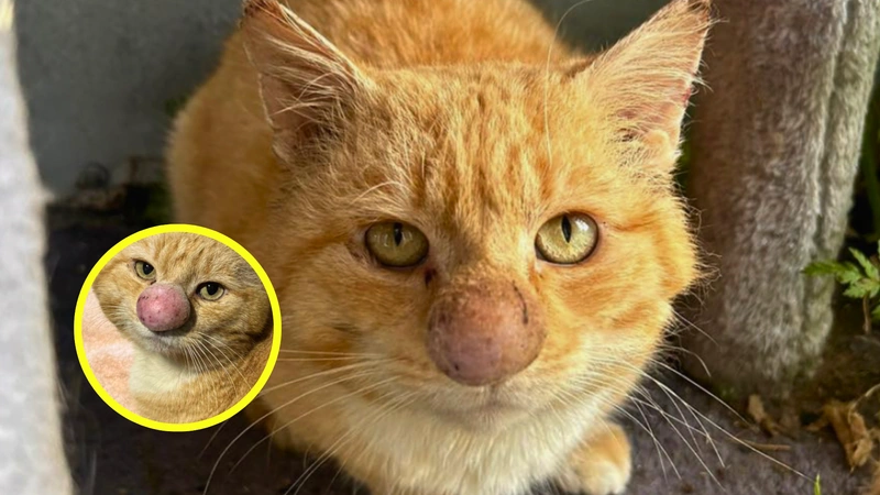 Fotos: Rescue Cats NI