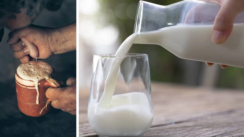 Foto de hombre ordeñando una vaca. Foto de jarra y vaso con leche.