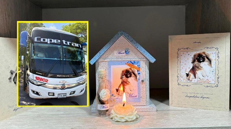 Denunciaron que el conductor de este bus no permitió que 'Maxxi' viajara en la cabina de pasajeros y lo metieron en la bodega. Foto y video: Denuncias Antioquia y Cortesía