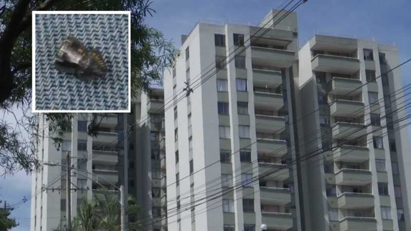 Foto edificio desde donde disparó un francotirador en Belén. Foto de un diábolo o perdigón que lesionó a una persona.