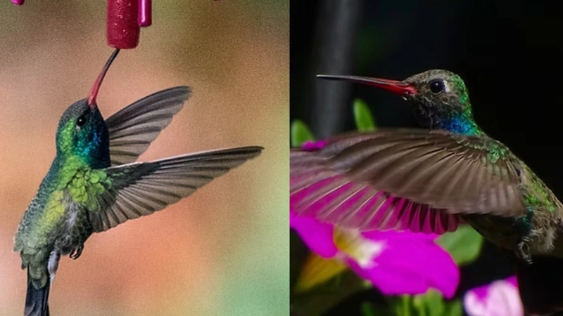 Foto: Lugar de Colibrí