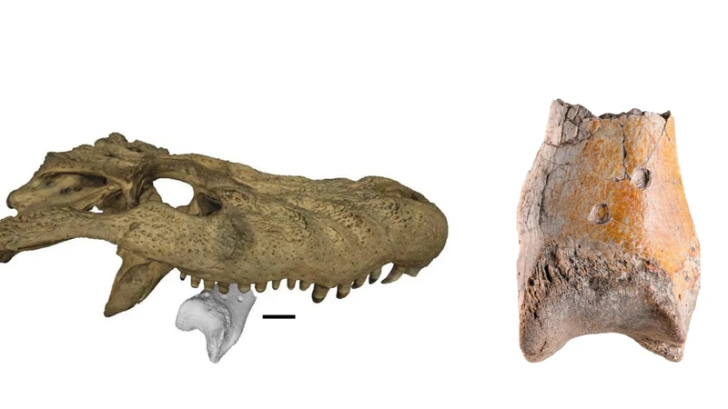 Fotos: Link et al/Biology Letters