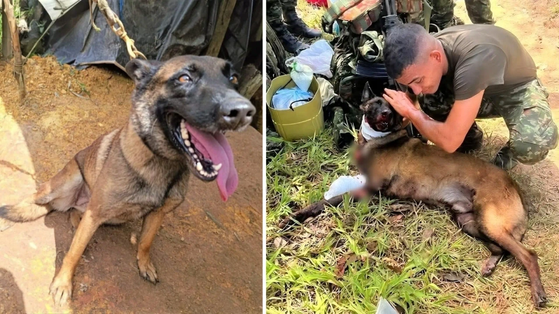 Fotos del perro antiexplosivos Sansón. A la derecha, una imagen registrada luego de activar la mina antipersona.