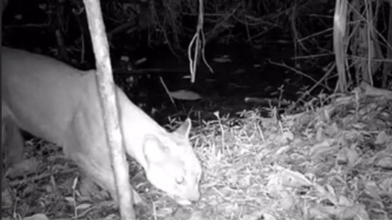 Este fue el puma que se vio en Itagüí. Foto: Alcaldía de Itagüí.