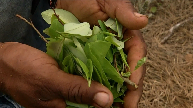 En la vereda Los Toros, de Amalfi, hay grandes extensiones de plantas de hoja de coca.