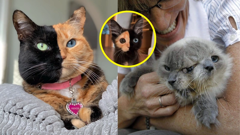 Gato de dos caras, un fenómeno viral. Imágenes tomadas de redes sociales: @venustwofacecat / @amiruladry