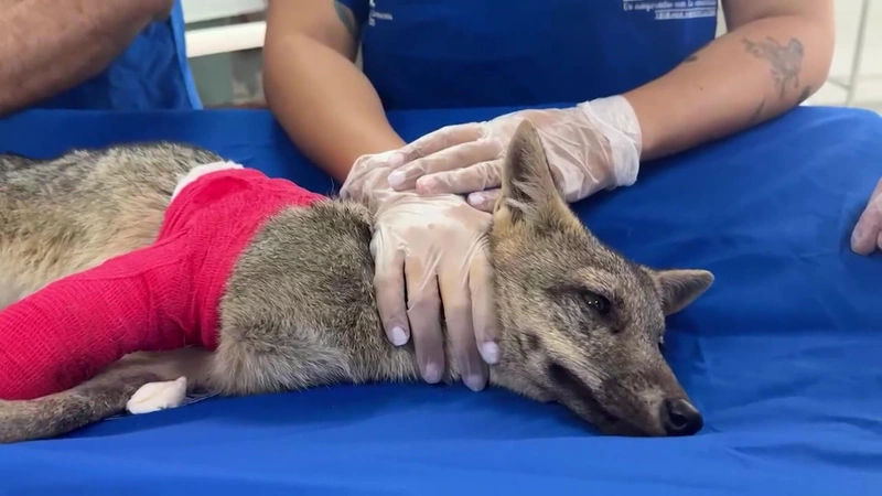 Cinco meses de recuperación para zorro perro atropellado; van 380 especies arrolladas en el Aburrá