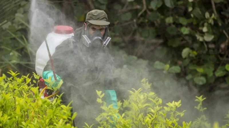 La imagen muestra a Un policía antinarcóticos fumiga plantas de coca durante la erradicación de cultivos ilícitos en Tumaco, Nariño. Foto: AFP