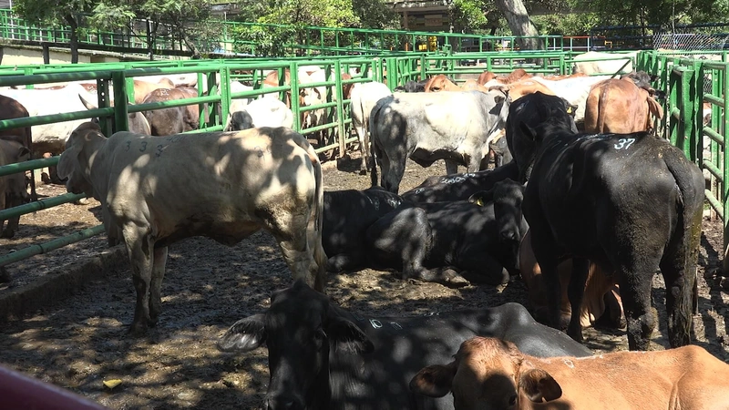 Exportar carne será más barato con la operación de Puerto Antioquia