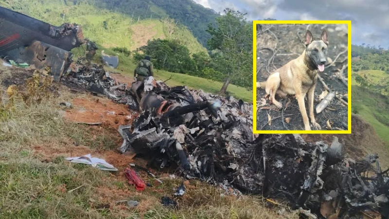 'Telmo', uno de los dos perros antiexplosivos que viajaban en el helicóptero derribado por las disidencias en Amalfi, habría sobrevivido. Foto: Archivo