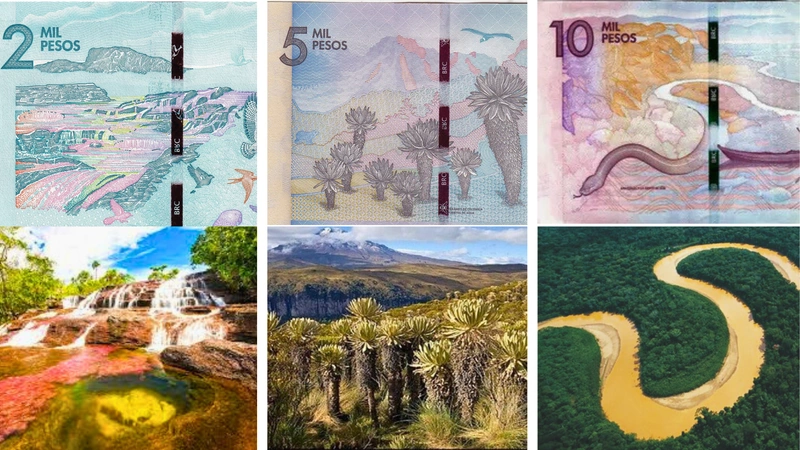 Los billetes colombianos se convierten en una invitación tangible a recorrer el país. Cada denominación recuerda que Colombia es un mosaico de ecosistemas: desde los colores de Caño Cristales, pasando por la grandeza del Sumapaz, la fuerza del Amazonas y la espiritualidad de la Ciudad Perdida, hasta llegar a la imponencia del Valle de Cocora. Fotos: Redes Sociales