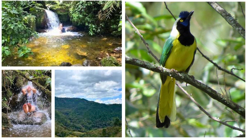 Una de las principales atracciones de la Reserva Natural Carriquí es el avistamiento de aves. Este lugar alberga una gran diversidad de especies, lo que lo convierte en un sitio privilegiado para los amantes de la ornitología. Fotos: Redes Sociales