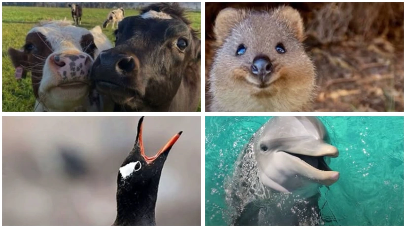 Estos seis ejemplos muestran que los animales no solo tienen conductas instintivas, sino también vínculos y comportamientos que reflejan inteligencia, empatía y sociabilidad. Fotos: Lainfopositiva