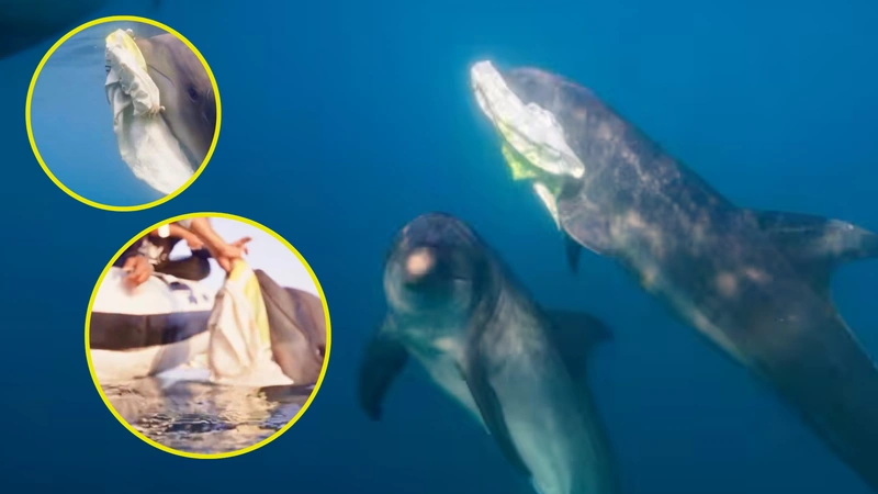 Los delfines pueden reconocer su reflejo en un espejo, una habilidad de autoconciencia compartida con pocas especies en el planeta. Foto: @centrodevidamarina