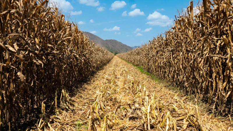 Cultivo de maíz en Colombia. El país mantiene alta dependencia del exterior por la creciente importación de granos en Colombia, según informe de Fenalce.