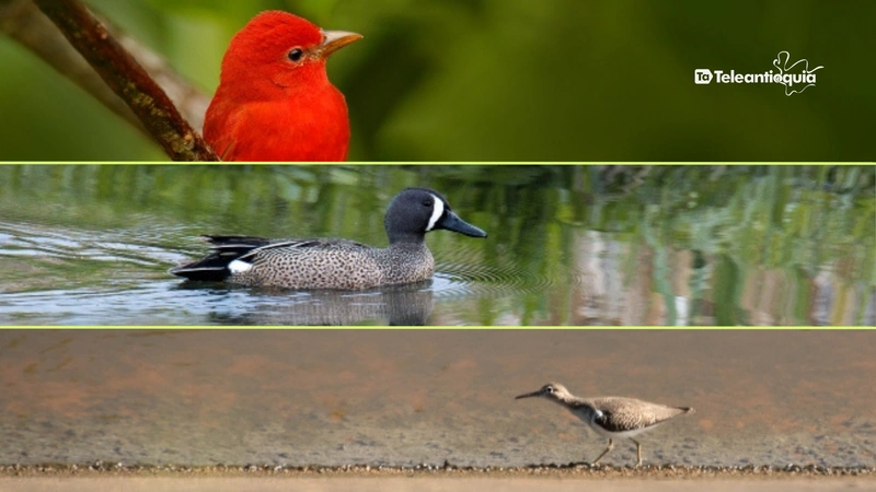 El equipo especializado orientará a la persona sobre cómo actuar hasta que el ave pueda ser atendida. Es importante recordar que la tenencia de animales silvestres es ilegal, y que los rescates deben realizarse bajo acompañamiento profesional. Fotos: metropol