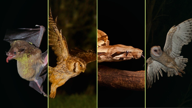 Corantioquia advierte que el desconocimiento sigue siendo una de las principales causas de agresión hacia la fauna silvestre. Fotos: @memoossafoto