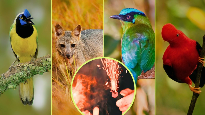 animales. prevención, pólvora