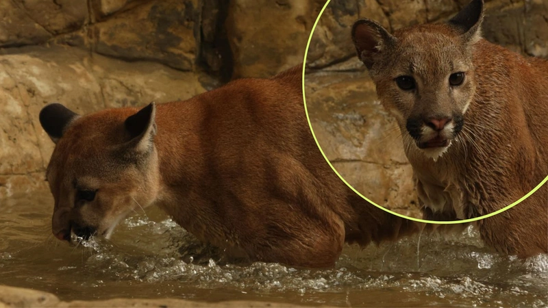 Killari no volverá a las montañas, pero su historia sigue viva como símbolo de resistencia y como recordatorio de que la libertad de los animales silvestres comienza con el respeto humano. Fotos: Zoológico Cali