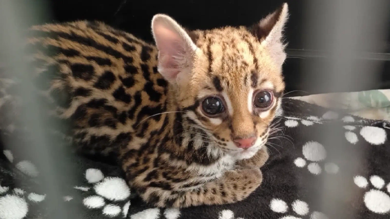 Cría de ocelote huérfana atendida por el Área Metropolitana del Valle de Aburrá tras la muerte de su madre.