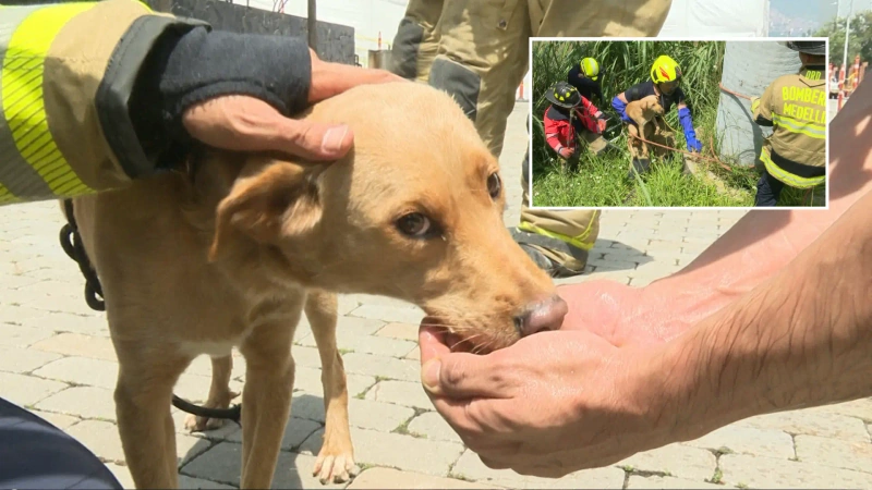Medellín rescate animales: este perrito estaba atrapado en medio de un matorral, a orillas del río Medellín. De allí lo sacaron 4 bomberos.