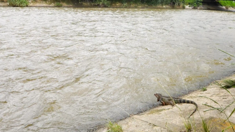 Así renace “Mi Río”, el proyecto que transformará los afluentes de Medellín