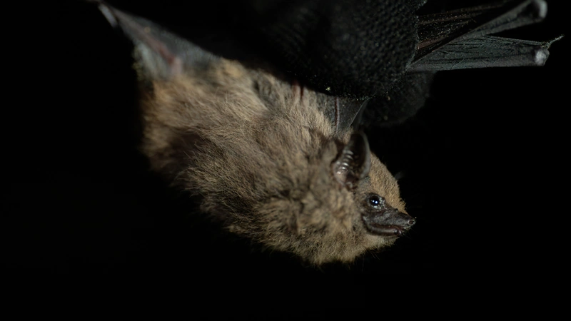 Imagen del Saccopteryx antioquensis, un murciélago endémico de Antioquia que no se registraba desde hace más de 20 años. Foto: cortesía.