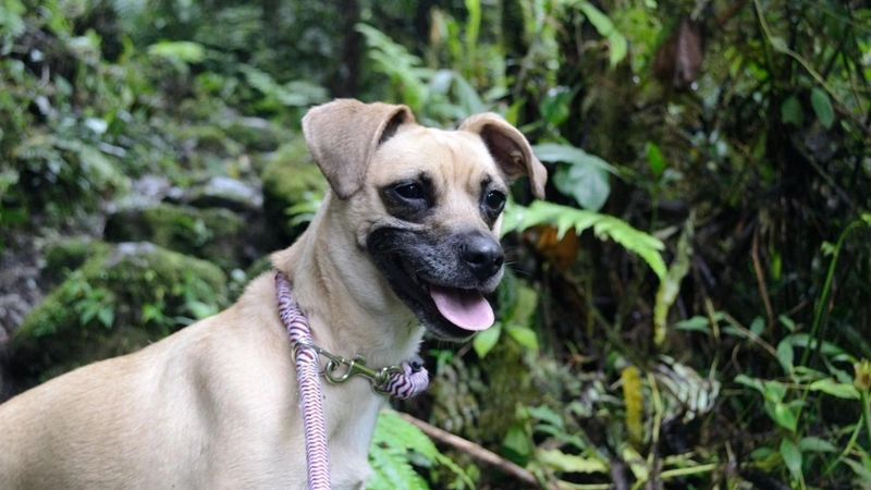 Imagen de un canino apropósito de un proyecto que busca frenar la sobrepoblación de animales vulnerables.