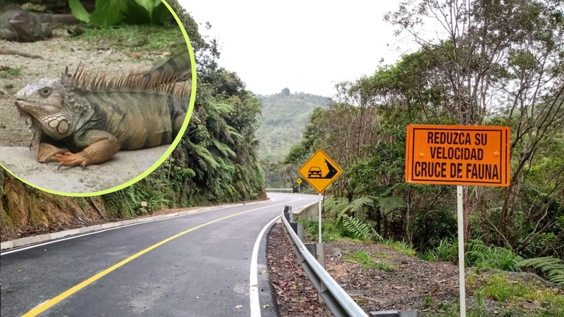Temporada de vacaciones dispara casos de atropellamiento de animales silvestres. En las carreteras hay avisos que advierten sobre el tránsito de fauna.