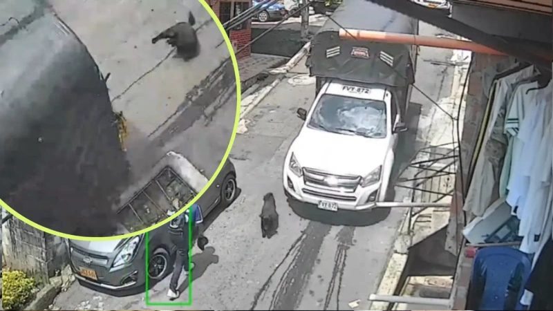 En la imagen se observa el momento exacto en el que un vehículo de carga liviana atropella una perrita.