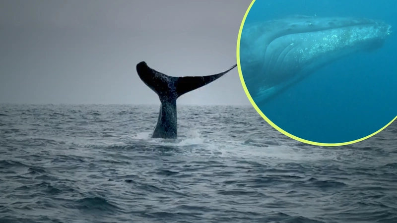 Conoce más sobre el canto de las ballenas. Foto: Capturas de pantalla de la serie.