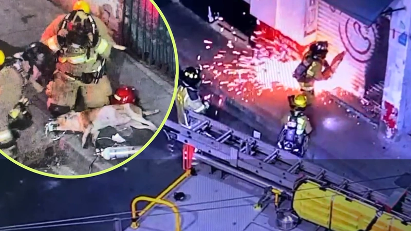Así fue el rescate de un perro en Medellín. Fotos: Alcaldía de Medellín.