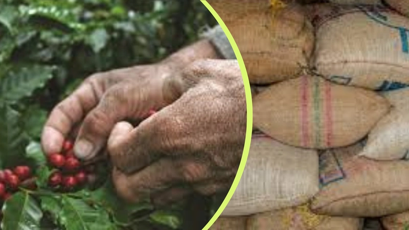 Estafador huye con café avaluado en $800 millones y engaña a más de 50 familias en Santa Fe de Antioquia