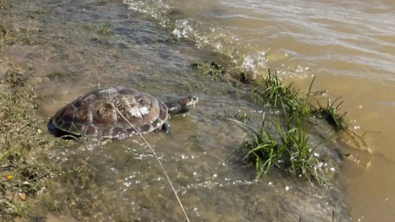 3. Autoridades liberan tortugas víctimas del tráfico tras recorrer 630 km desde Medellín al Meta