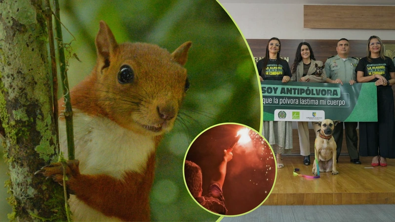 La Gobernación de Antioquia lo invita a unirse a la campaña: “Soy Antipólvora: la alegría no se quema, se comparte”. Fotos: vivirenelpoblado.com I Gobernación de Antioquia