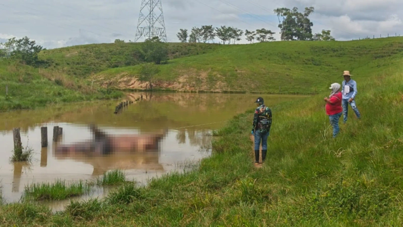 Así fue hallado muerto un hipopótamo en un predio que era de la Hacienda Nápoles. Foto: Cornare.