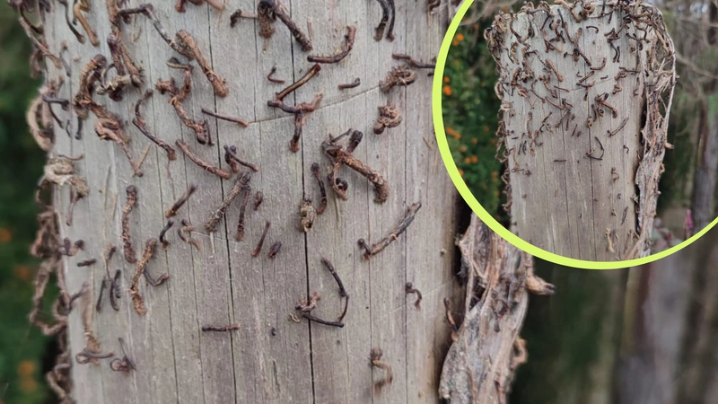 Una plaga de gusanos en Santa Rosa de Osos genera pérdidas económicas y preocupación entre los habitantes de la vereda San Francisco, mientras las autoridades adelantan investigaciones y acciones de control.